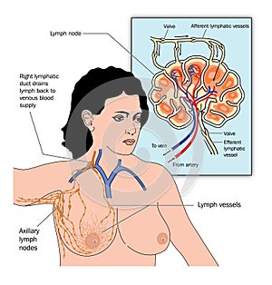 Axillary lymph drainage