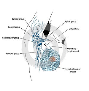 Axillary lymph nodes photo