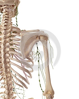 The axillary lymph nodes