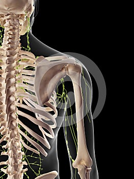 The axillary lymph nodes