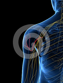 The Axillary Nerve