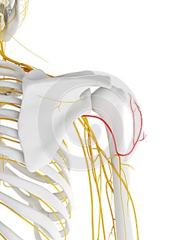 The Axillary Nerve