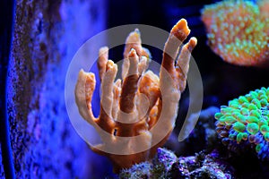 Yellow antlers sponge Axinella polypoides in Mediterranean Sea photo