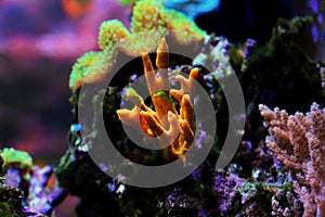 Yellow antlers sponge Axinella polypoides in Mediterranean Sea photo