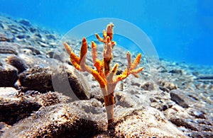 Yellow antlers sponge Axinella polypoides in Mediterranean Sea photo