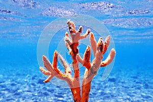 Yellow antlers sponge Axinella polypoides in Mediterranean Sea photo