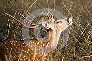 Axis Axis (Spotted Deer) photo