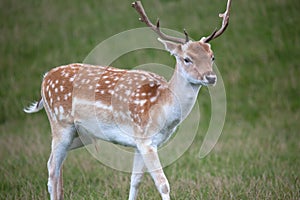 Axis Deer