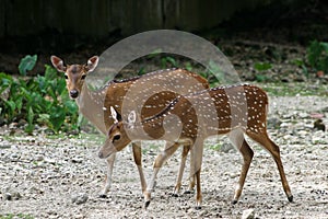 Axis Deer