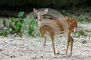 Axis Deer