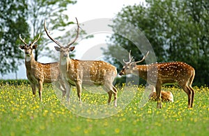 Axis Deer, axis axis, Males standing in Flowers