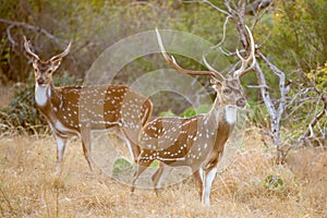 Axis Deer Buck