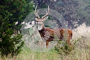 Axis Deer Chital Buck photo