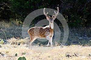 Axis Deer Chital Buck, velvet antlers, Texas Hill Country