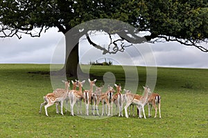 Axis deer or Chital deer