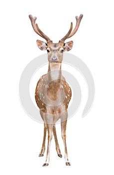 Axis deer isolated
