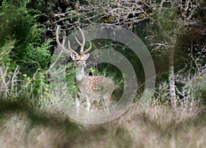 Axis Deer Chital