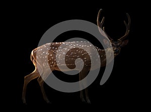 Axis deer in the dark