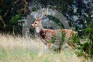 Axis Deer in Driftwood Texas