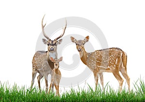 Axis deer family with green grass isolated photo