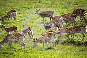 Axis deer grazing