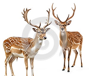 Axis deer