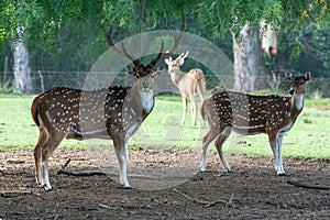 Axis deer in the Parque Zoologico Lecoq in the capital of Montevideo in Uruguay. photo