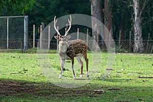 Axis deer in the Parque Zoologico Lecoq in the capital of Montevideo in Uruguay. photo