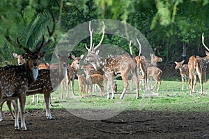 Axis deer in the Parque Zoologico Lecoq in the capital of Montevideo in Uruguay. photo