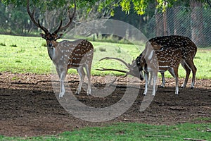 Axis deer in the Parque Zoologico Lecoq in the capital of Montevideo in Uruguay. photo