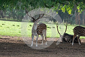 Axis deer in the Parque Zoologico Lecoq in the capital of Montevideo in Uruguay. photo