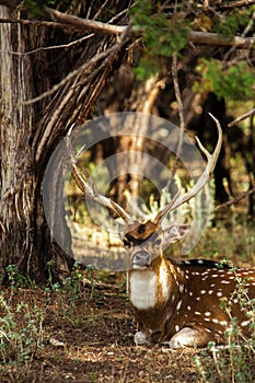 An axis deer is sitting on ground