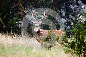 Axis Deer Texas Hill Country