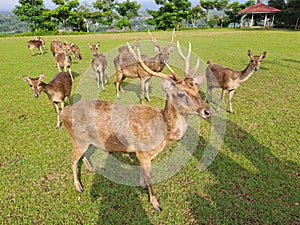 Axis Kuhlii, Bawean Deer, Brown Deer photo