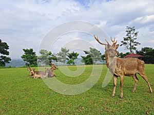 Axis Kuhlii, Bawean Deer, relax photo