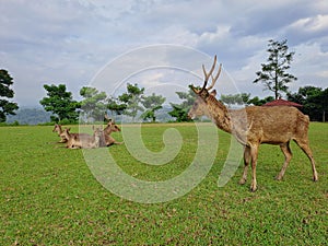 Axis Kuhlii, Bawean Deer, relax in the good weather photo