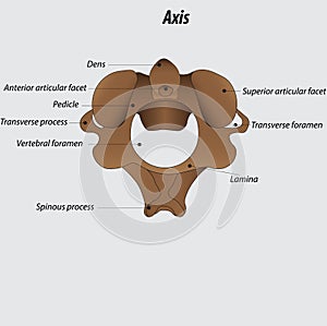 Axis vertebra labeled diagram vector illustration drawing