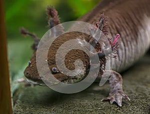 Axolotl Ambystoma mexicanum