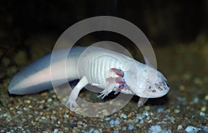 AXOLOTL ambystoma mexicanum