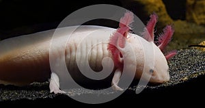 Axolotl, ambystoma mexicanum