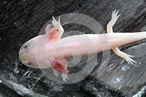 Axolotl (Ambystoma mexicanum)