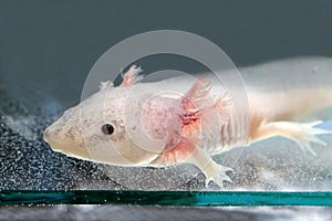 Axolotl (Ambystoma mexicanum)