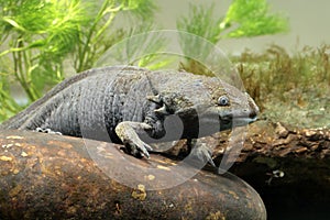 Axolotl, Ambystoma mexicanum,