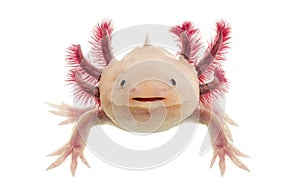 Axolotl (Ambystoma mexicanum)