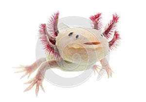 Axolotl (Ambystoma mexicanum)