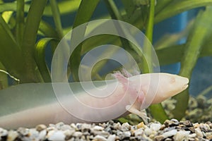 Axolotl (Ambystoma mexicanum)