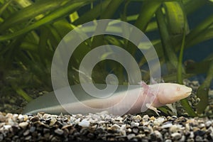 Axolotl (Ambystoma mexicanum)