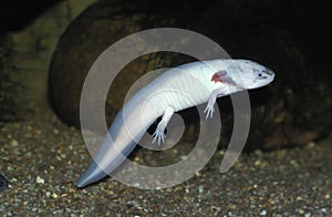 AXOLOTL ambystoma mexicanum, ALBINO, NEOTENIC LARVAL FORM