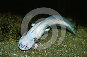 Axolotl, ambystoma mexicanum, Mexico