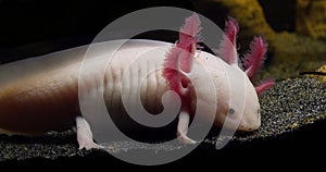 Axolotl, ambystoma mexicanum, Real Time